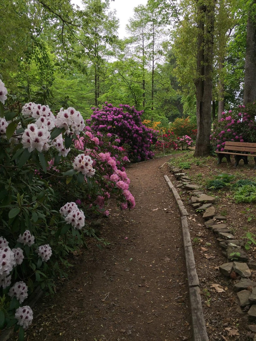 Prawidłowe nawadnianie rododendronów w czasie sadzenia podlewanie krzewów rododendronów w ogrodzie