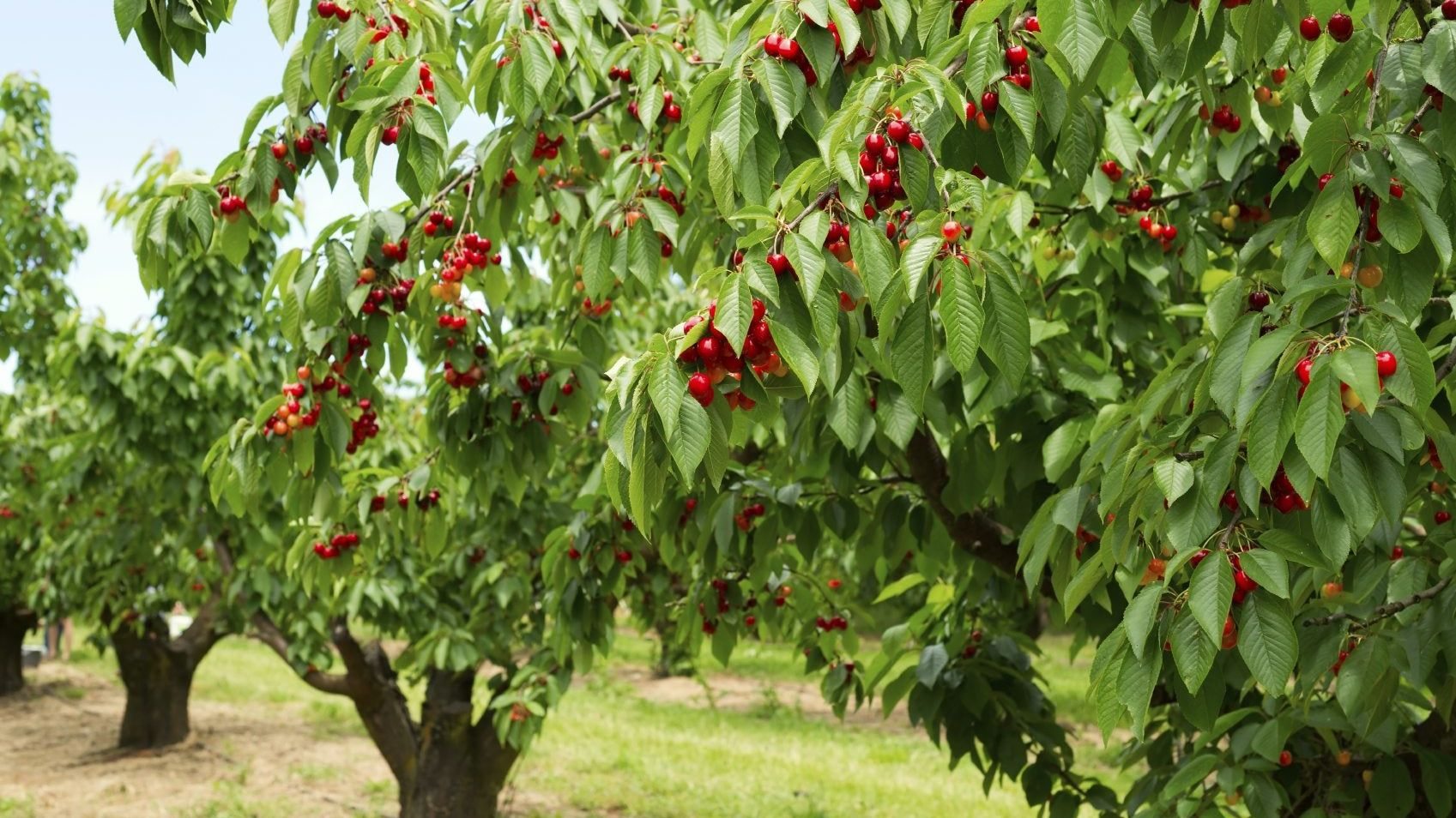 Jak przygotować glebę pod drzewa owocowe Gleba przepuszczalna pod drzewa owocowe - klucz do zdrowych wiśni i czereśni