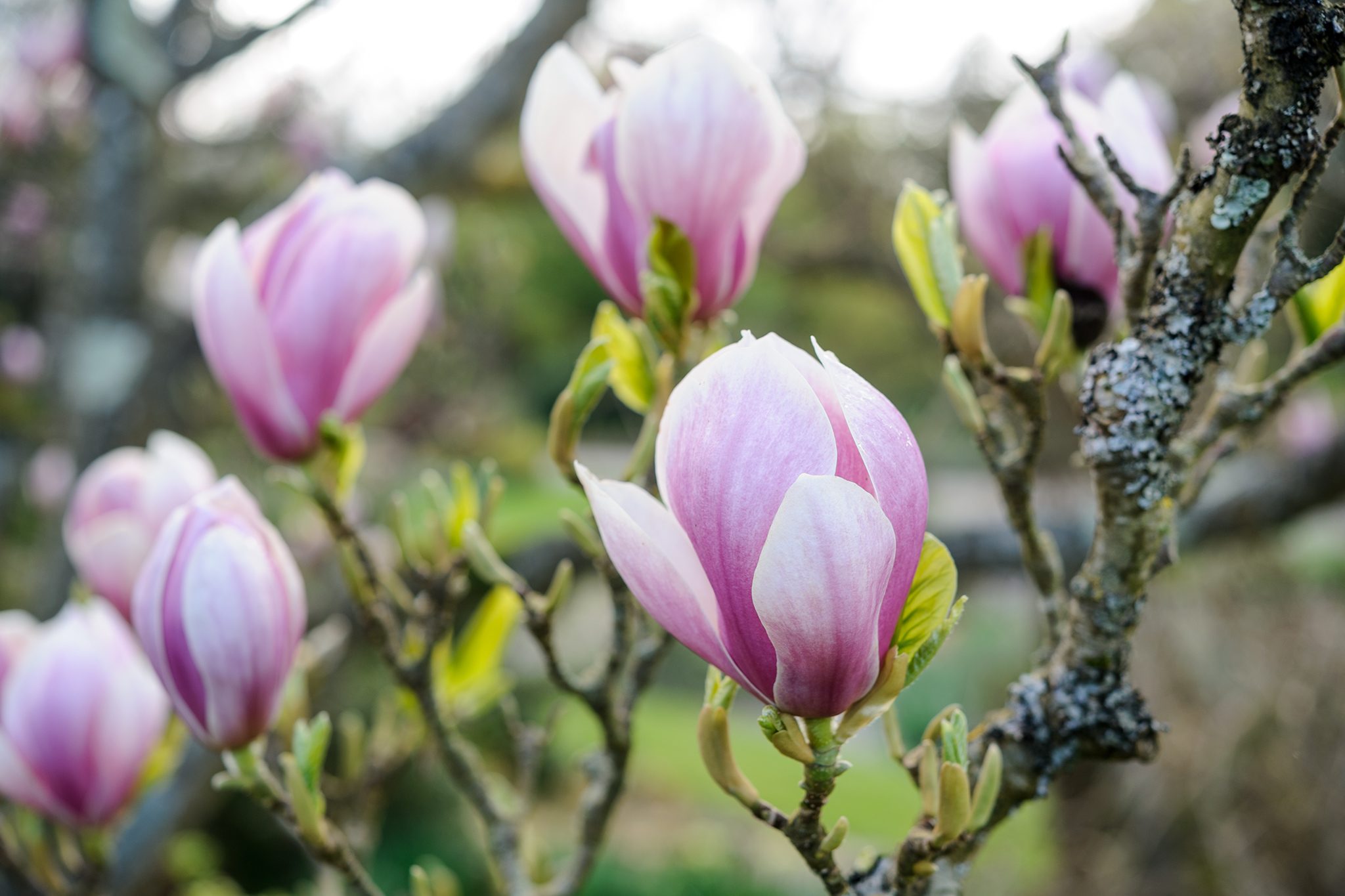 jak wykopać jamę dla magnolii odpowiednia głębokość dołka pod sadzonkę magnolii