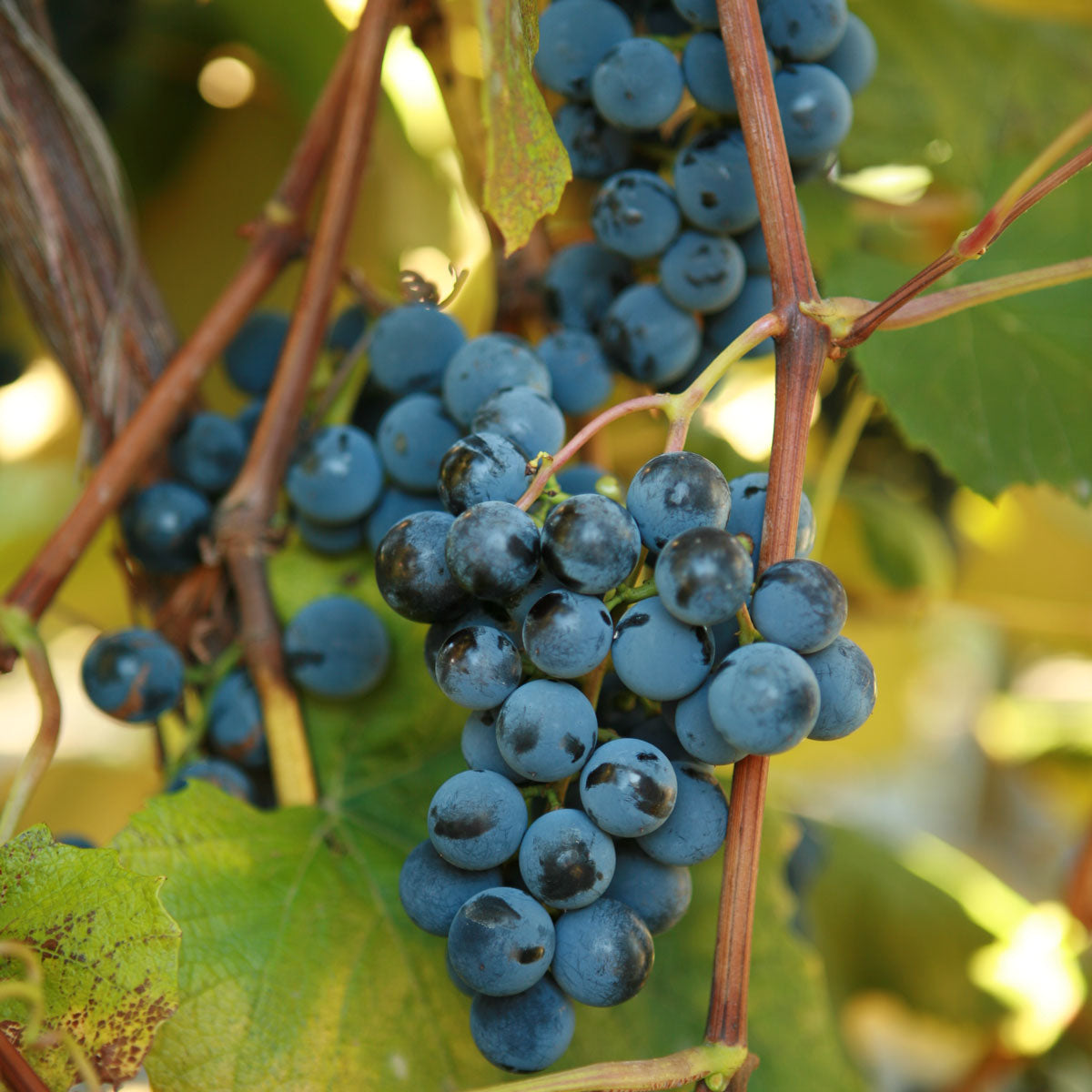 Odmiany winogron odpornych na niskie temperatury img 2308 grona odporne na zime