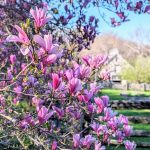 kiedy sadzić magnolię w ogrodzie