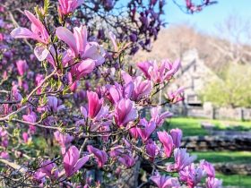 kiedy sadzić magnolię w ogrodzie