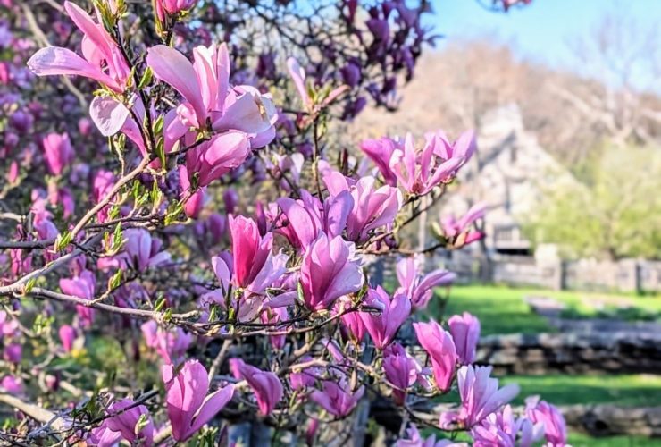 kiedy sadzić magnolię w ogrodzie