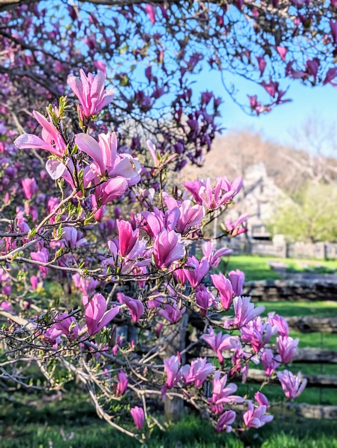 kiedy sadzić magnolię w ogrodzie