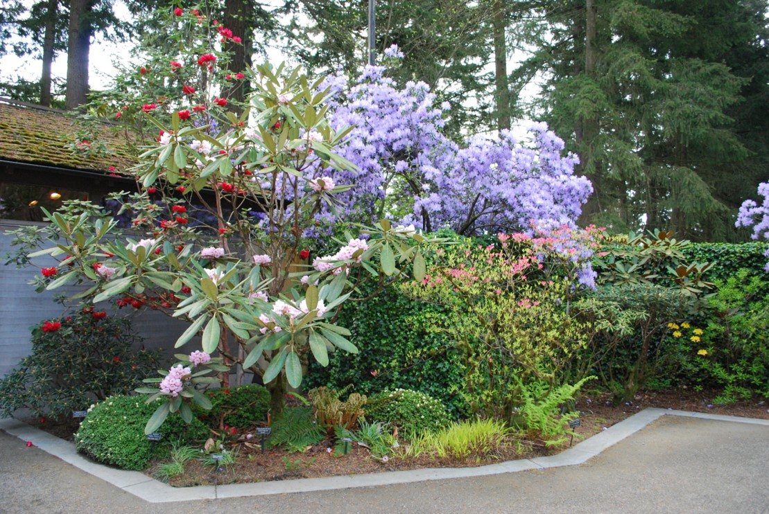 Ściółkowanie rododendronów korą sosnową mulczowanie korą sosnową rododendronów w ogrodzie