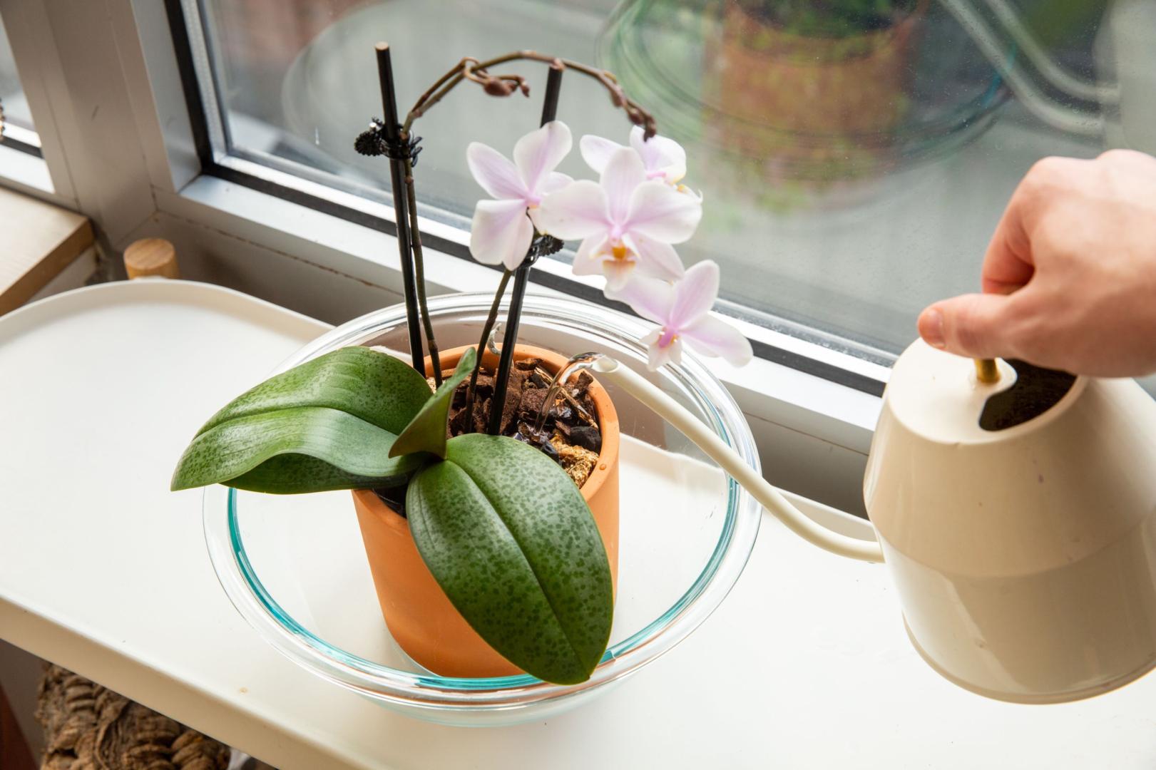 Nadmiar wody w doniczce orchidei powodujący gnicie korzeni