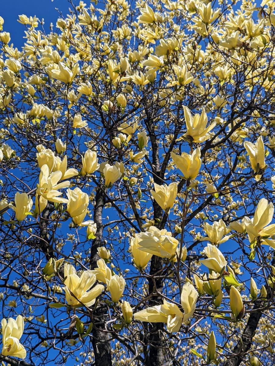 jak przygotować ziemię przed sadzeniem magnolii przygotowanie gleby pod magnolię