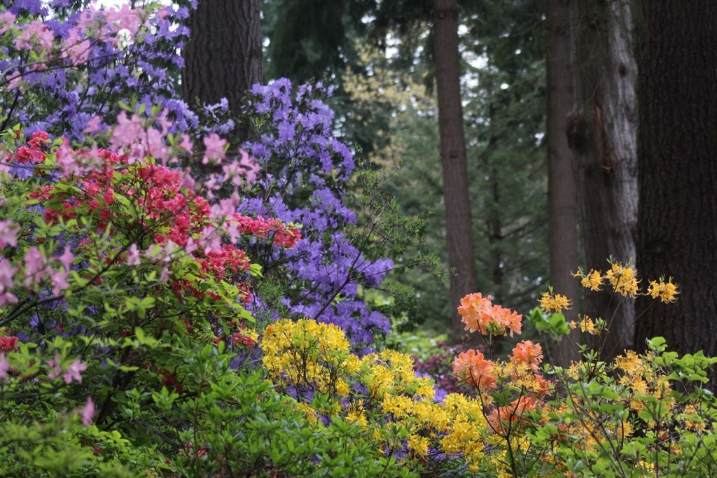Uprawa rododendronu w donicy na tarasie rododendron w donicy na tarasie wiosną