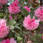 rododendrony w ogrodzie na półcieniu wśród zieleni