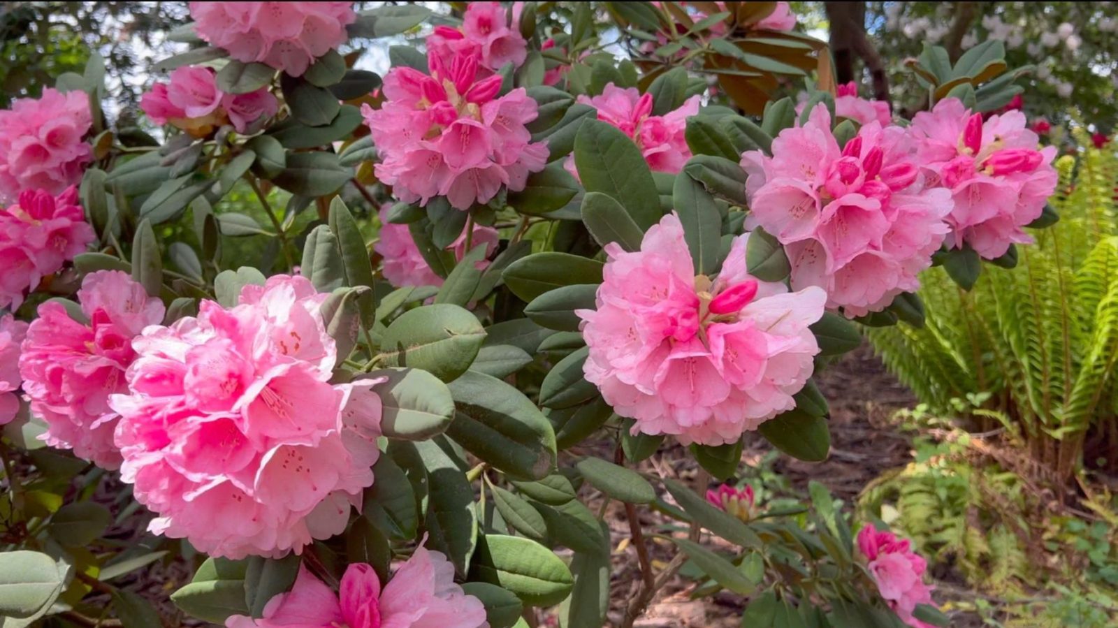 rododendrony w ogrodzie na półcieniu wśród zieleni