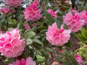 rododendrony w ogrodzie na półcieniu wśród zieleni
