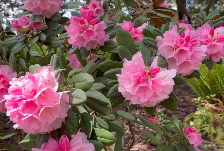 rododendrony w ogrodzie na półcieniu wśród zieleni