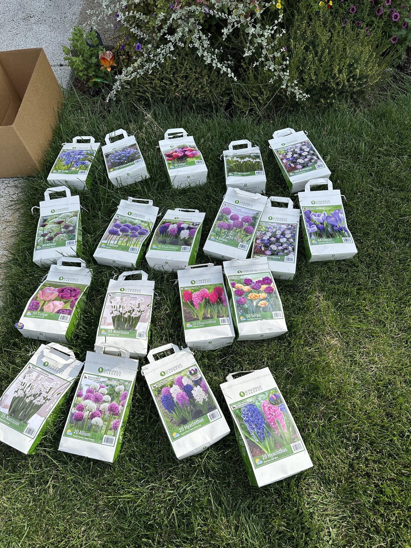 Korzenie cebulek a temperatura gleby wykres wpływu temperatury na rozwój korzeni cebulek w glebie