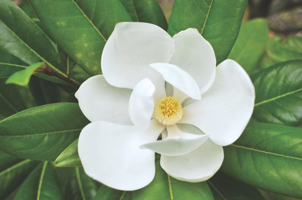 dobre miejsce do posadzenia magnolii wybór najlepszego stanowiska dla magnolii