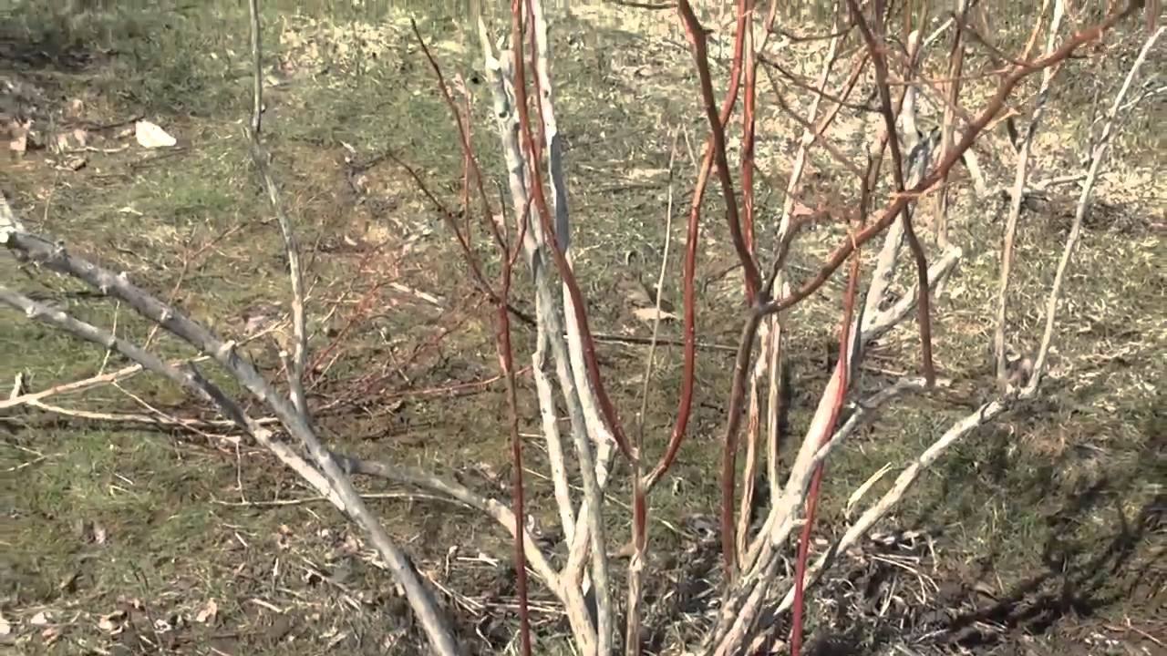 formowanie młodego krzewu borówki amerykańskiej