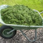 ściółkowanie trawnika skoszoną trawą po mulczowaniu