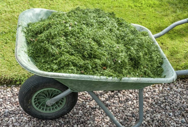 ściółkowanie trawnika skoszoną trawą po mulczowaniu