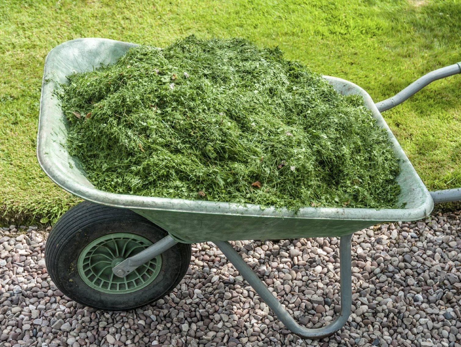 ściółkowanie trawnika skoszoną trawą po mulczowaniu